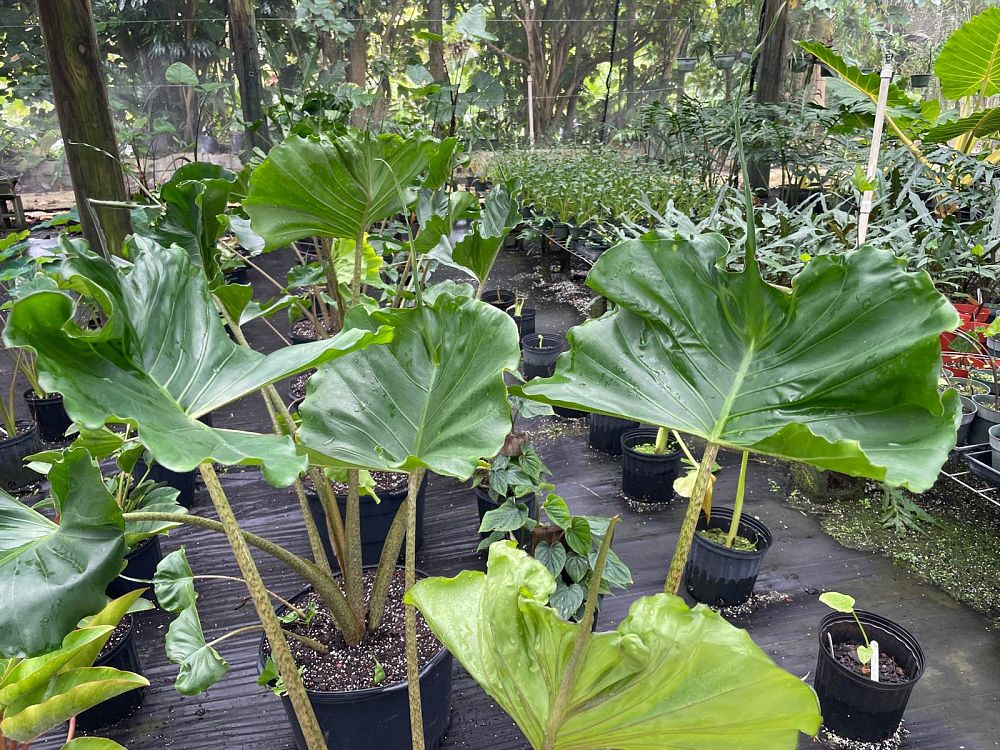 alocasia-stingray-elephant-ear