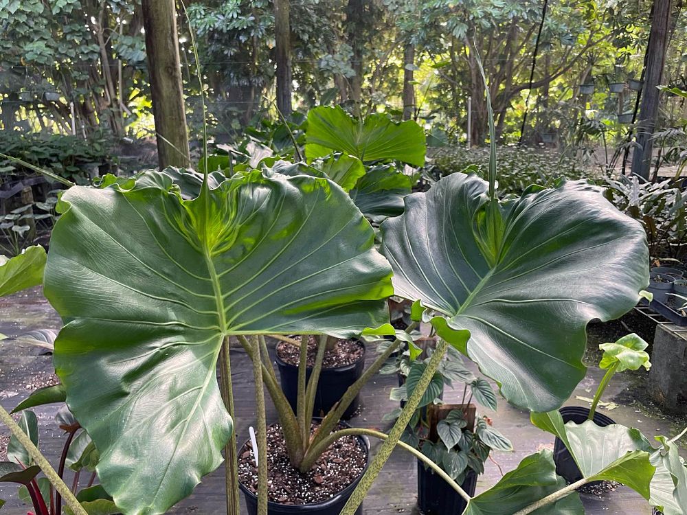 alocasia-stingray-elephant-ear