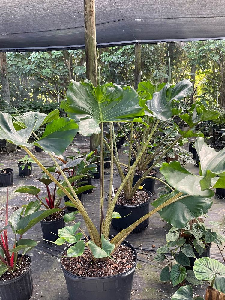 alocasia-stingray-elephant-ear