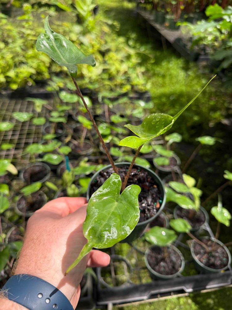 alocasia-stingray-elephant-ear