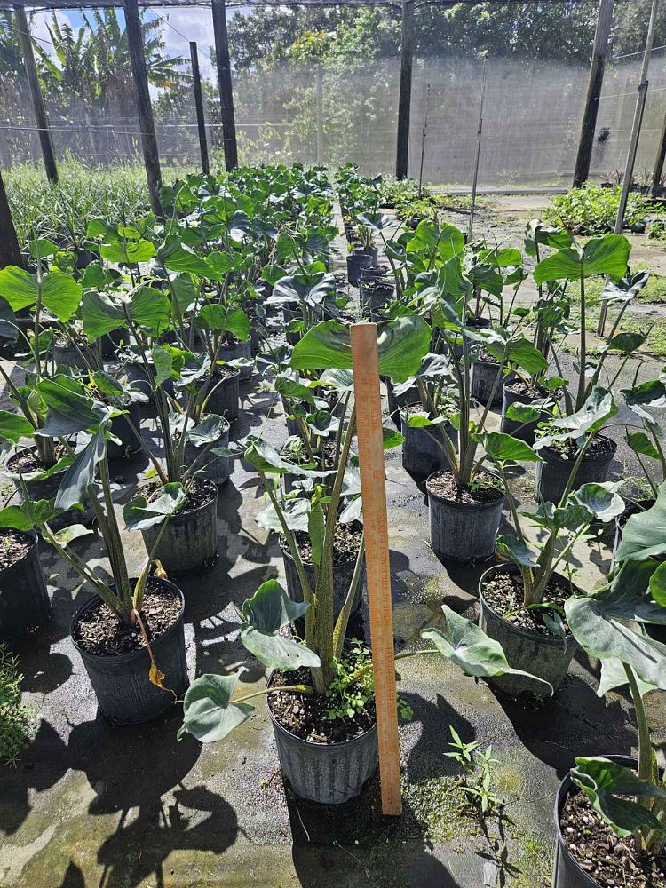 alocasia-stingray-elephant-ear