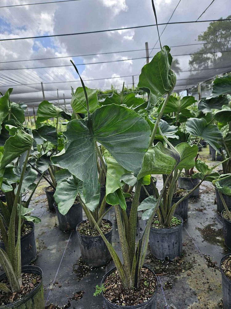 alocasia-stingray-elephant-ear