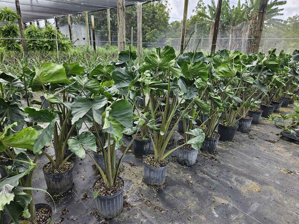alocasia-stingray-elephant-ear