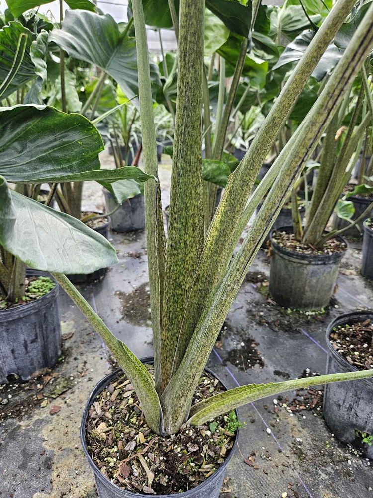 alocasia-stingray-elephant-ear