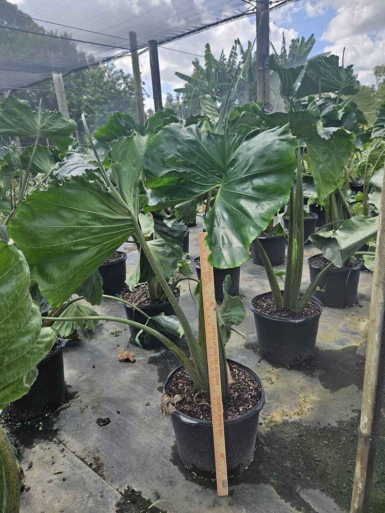 alocasia-stingray-elephant-ear