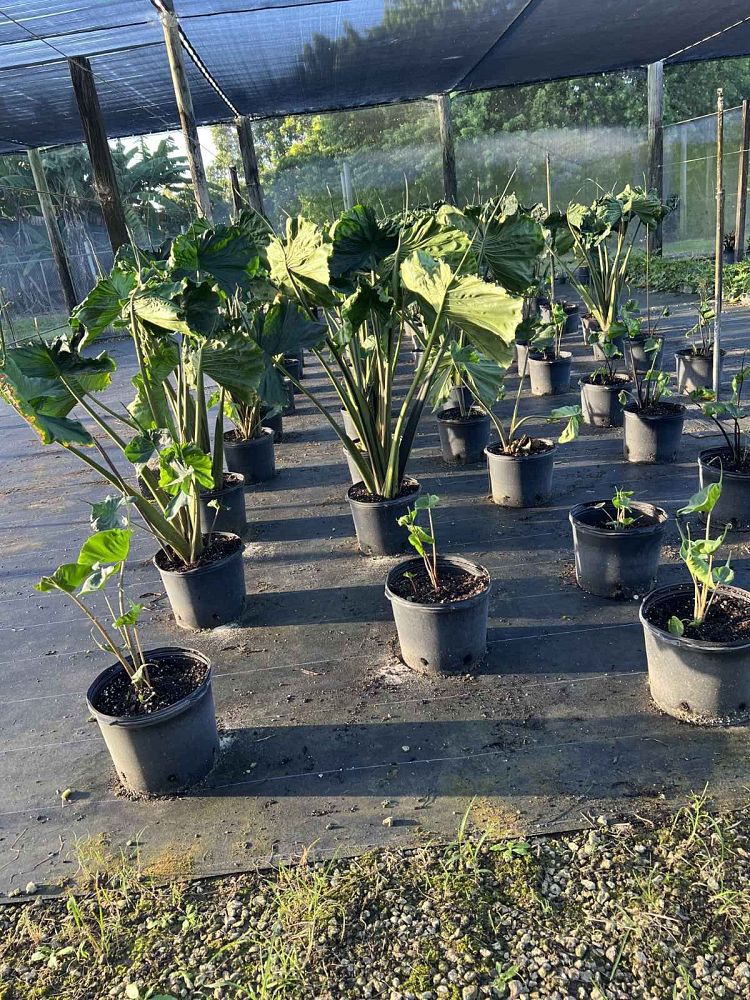alocasia-stingray-elephant-ear