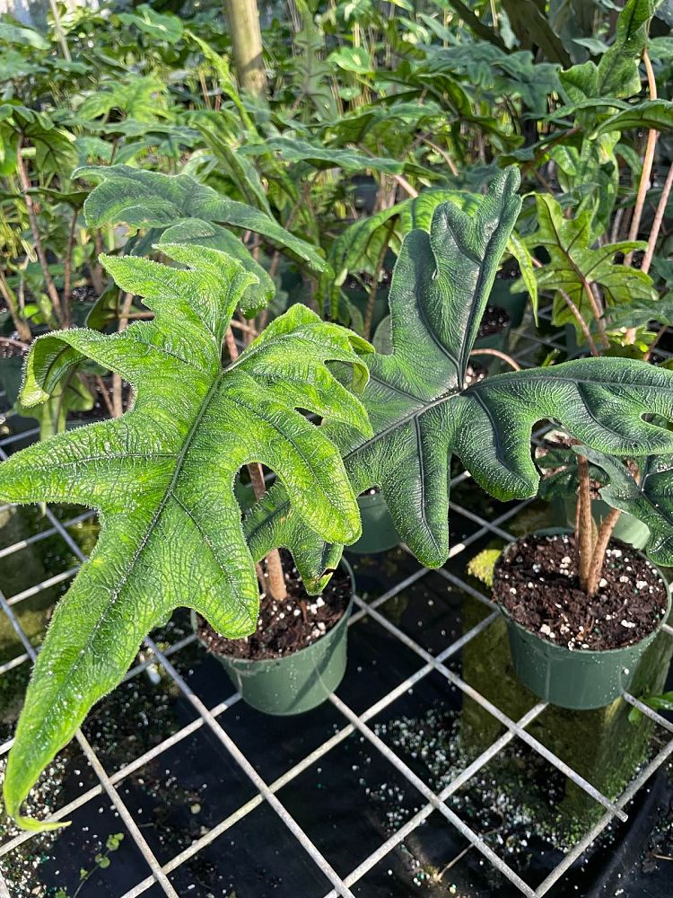 alocasia-sulawesi-jacklyn-elephant-ear