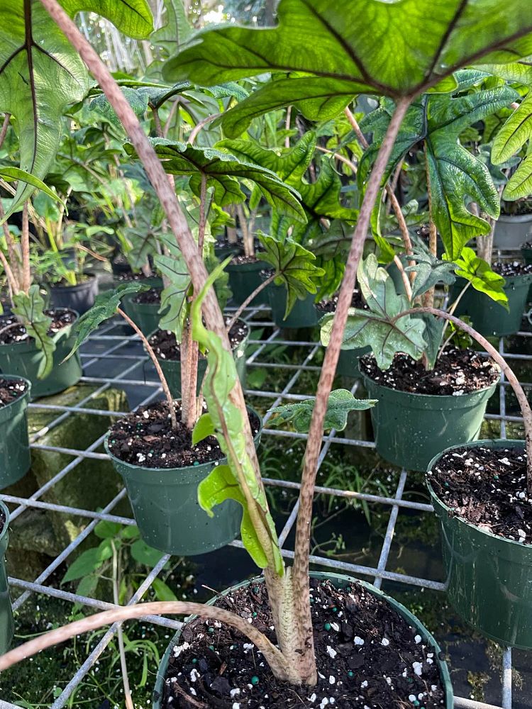 alocasia-sulawesi-jacklyn-elephant-ear