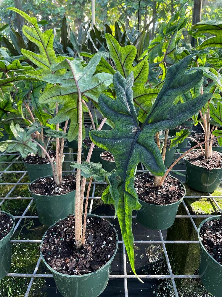 alocasia-sulawesi-jacklyn-elephant-ear