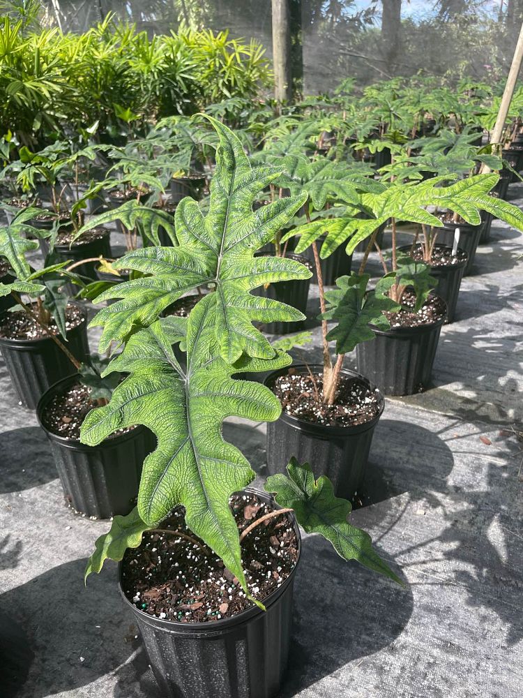 alocasia-sulawesi-jacklyn-elephant-ear