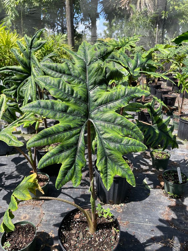 alocasia-sulawesi-jacklyn-elephant-ear