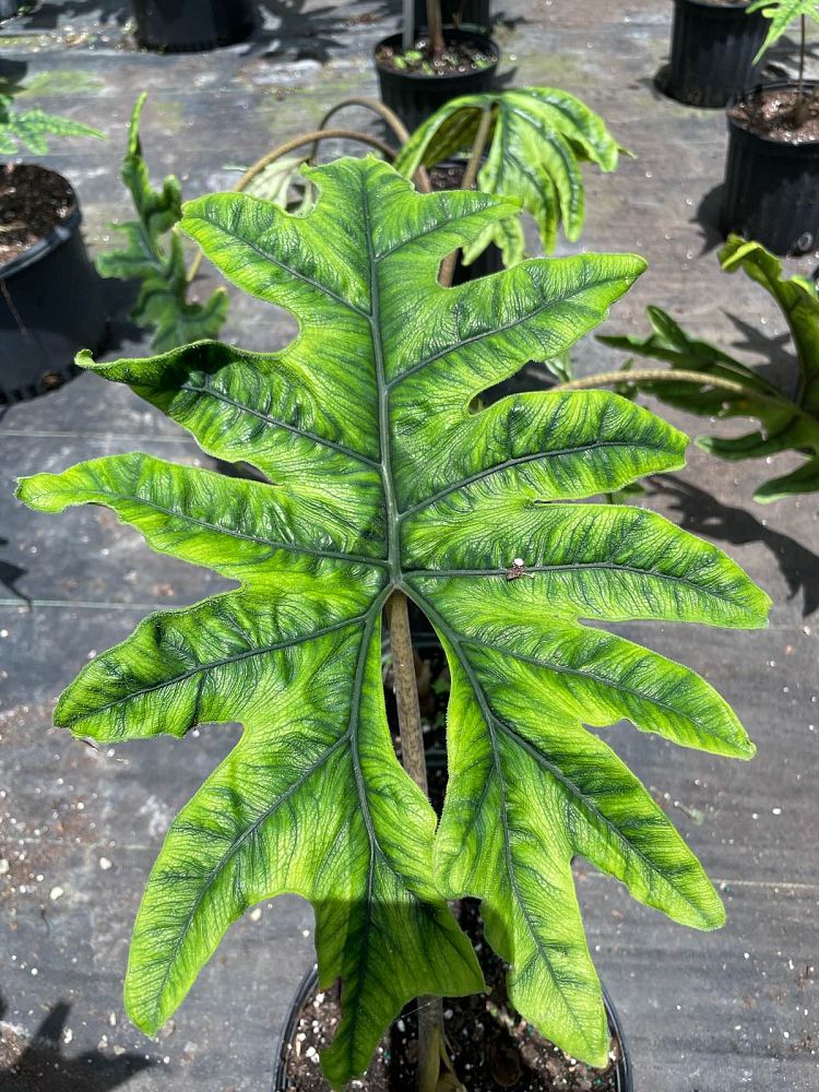 alocasia-sulawesi-jacklyn-elephant-ear