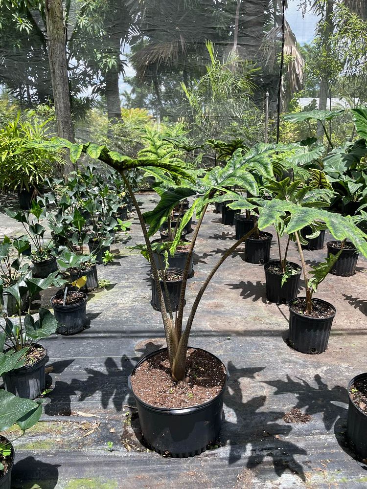 alocasia-sulawesi-jacklyn-elephant-ear
