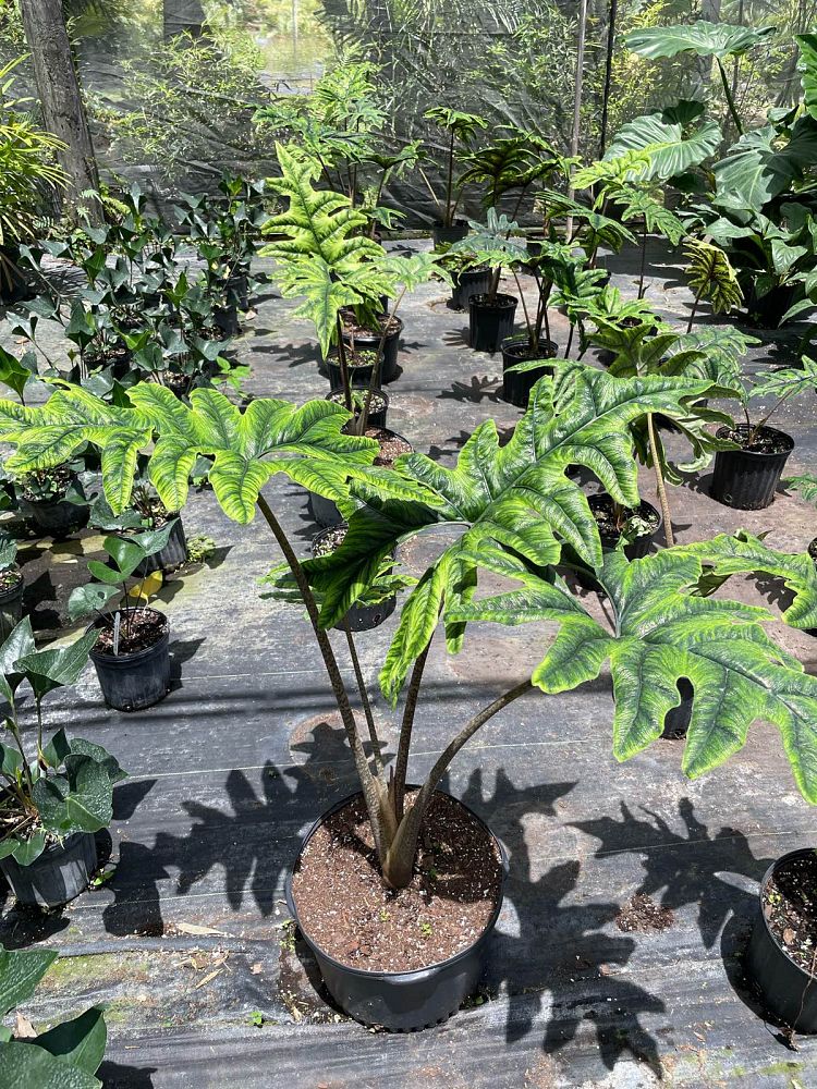 alocasia-sulawesi-jacklyn-elephant-ear