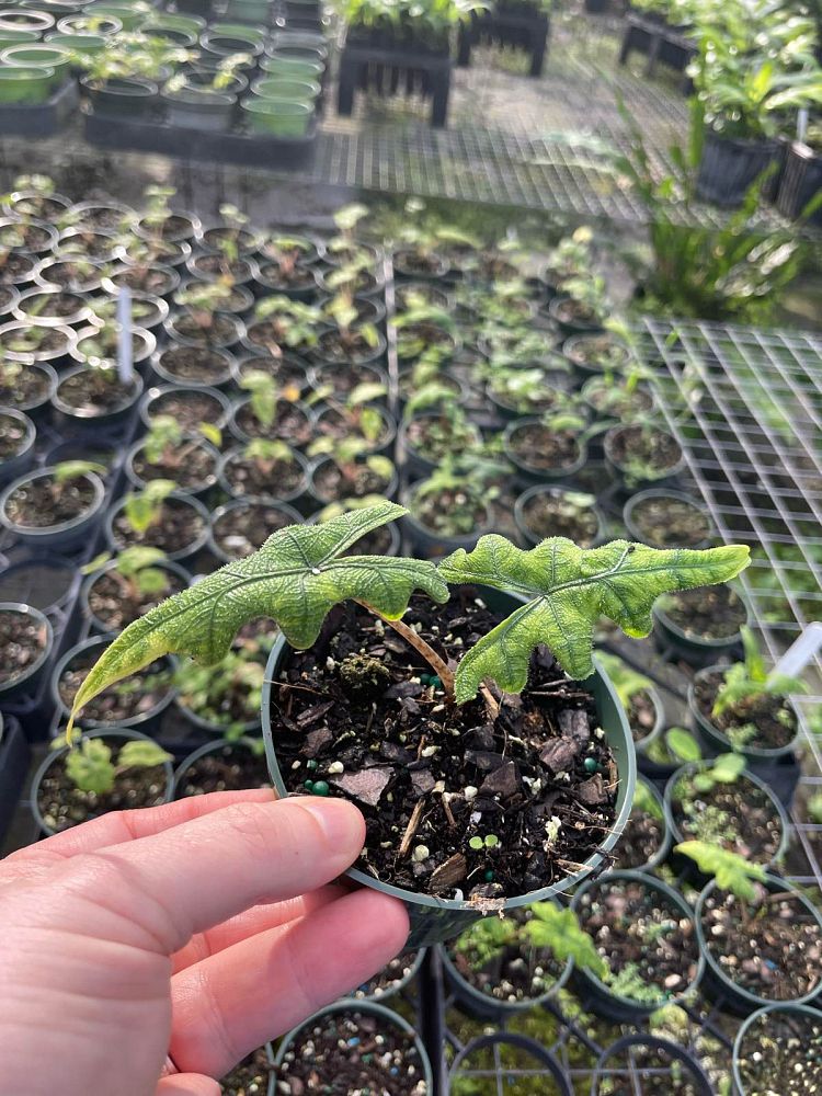 alocasia-sulawesi-jacklyn-elephant-ear