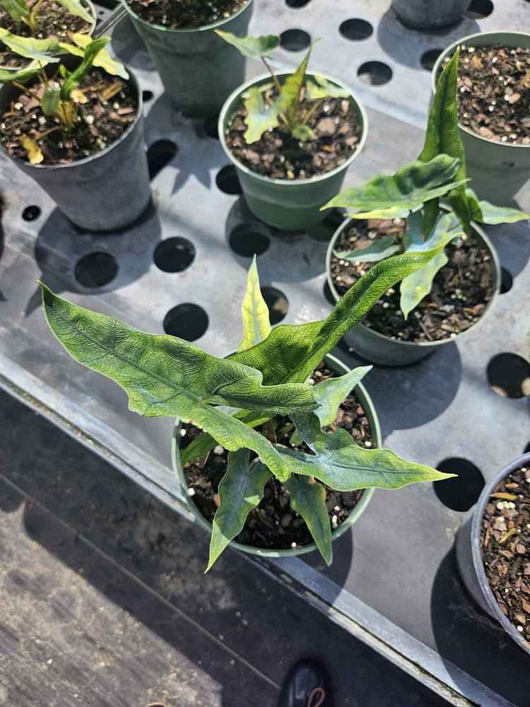 alocasia-sulawesi-jacklyn-elephant-ear