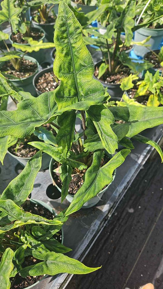 alocasia-sulawesi-jacklyn-elephant-ear