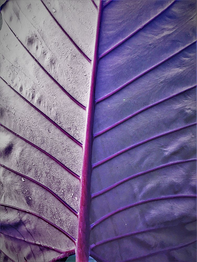 alocasia-sumo-elephant-ear