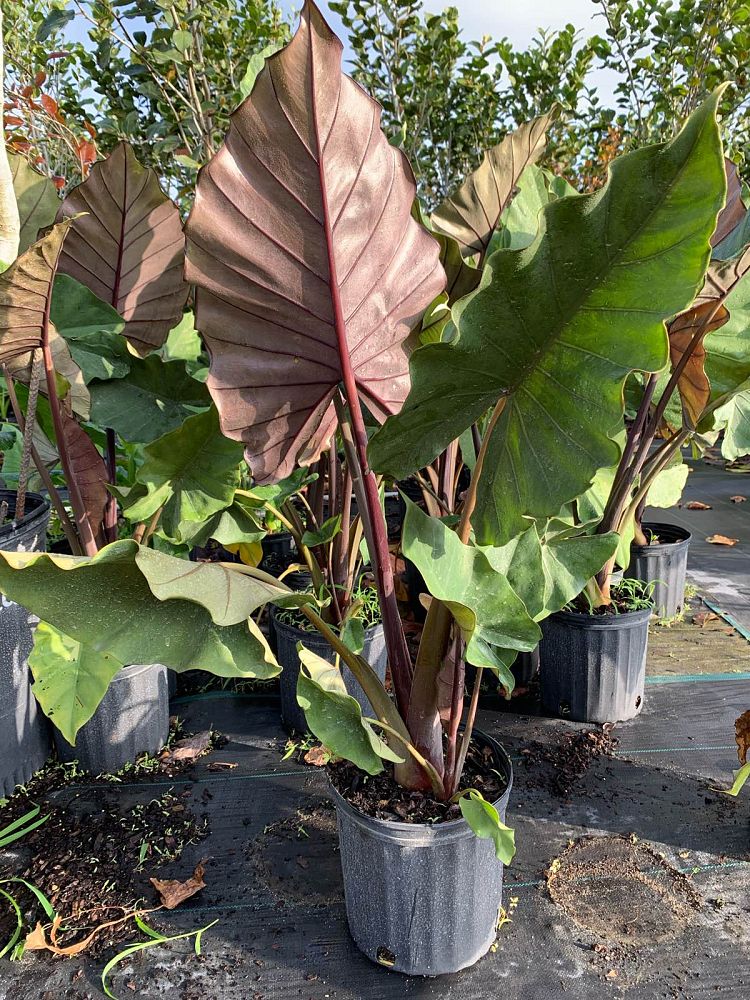 alocasia-sumo-elephant-ear