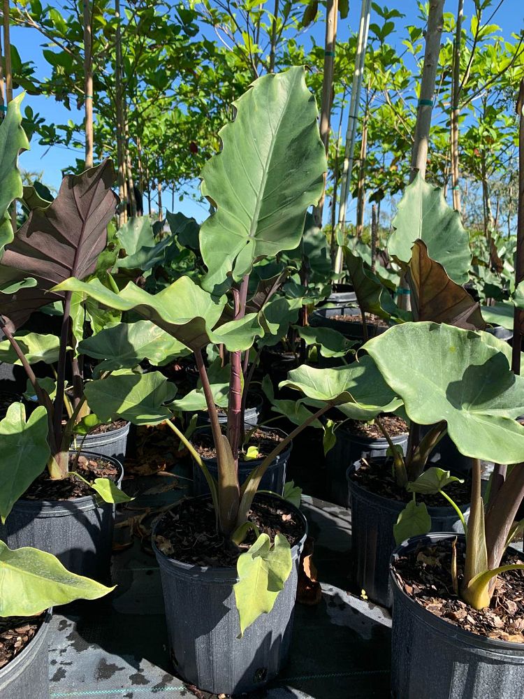 alocasia-sumo-elephant-ear