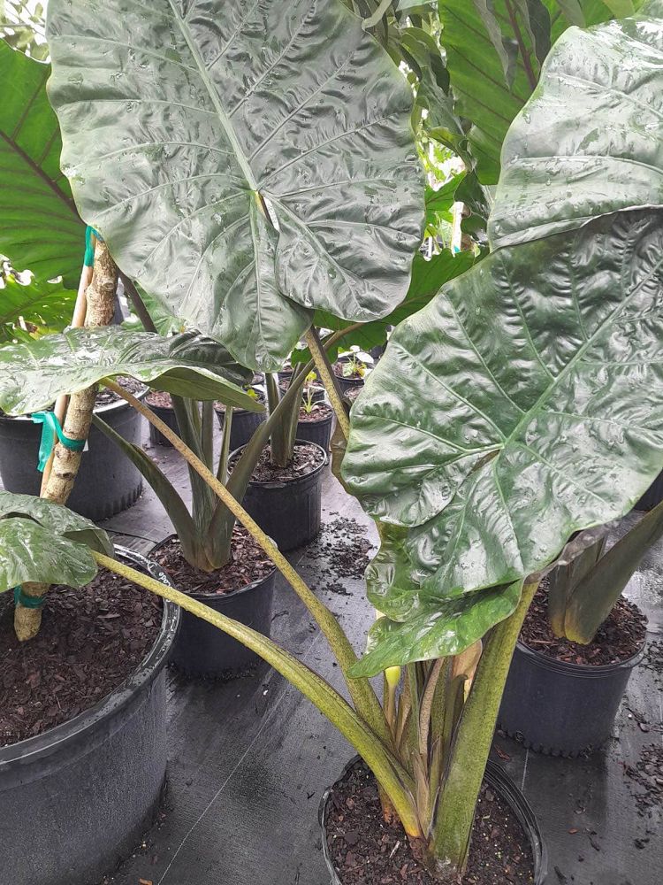 alocasia-sumo-elephant-ear