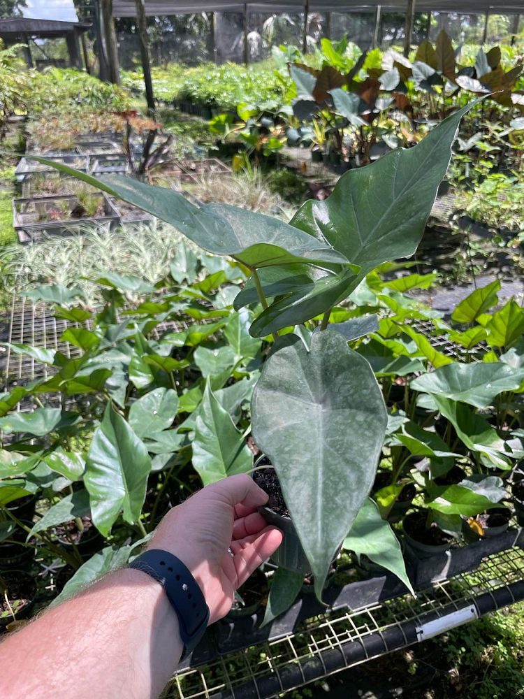 alocasia-sumo-elephant-ear