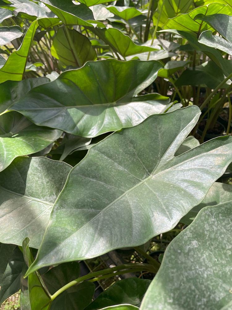 alocasia-sumo-elephant-ear