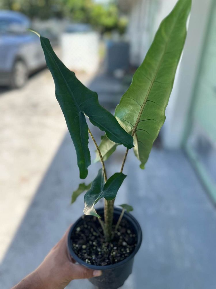 alocasia-tigrina-elephant-ear