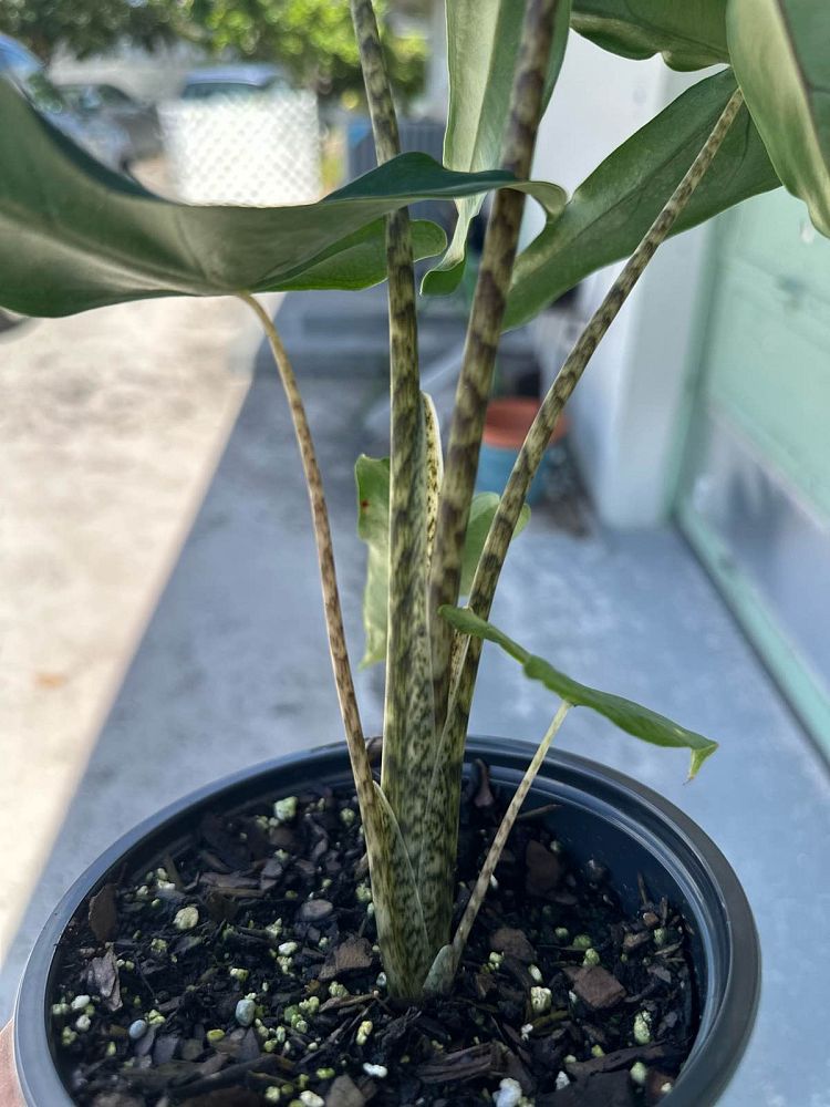 alocasia-tigrina-elephant-ear
