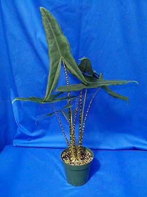 alocasia-tigrina-superba-elephant-ear
