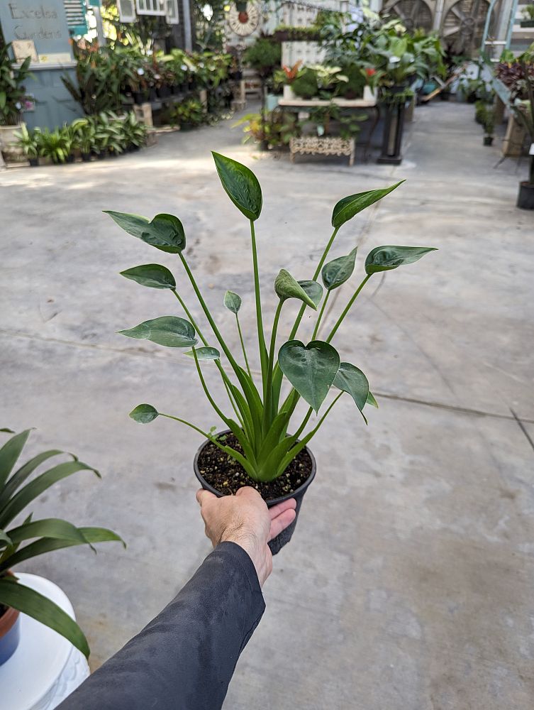 alocasia-tiny-dancers-elephant-ear