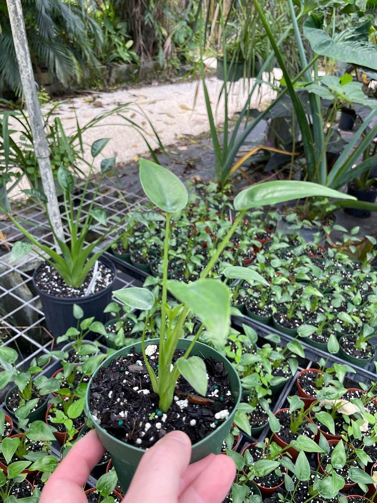 alocasia-tiny-dancers-elephant-ear