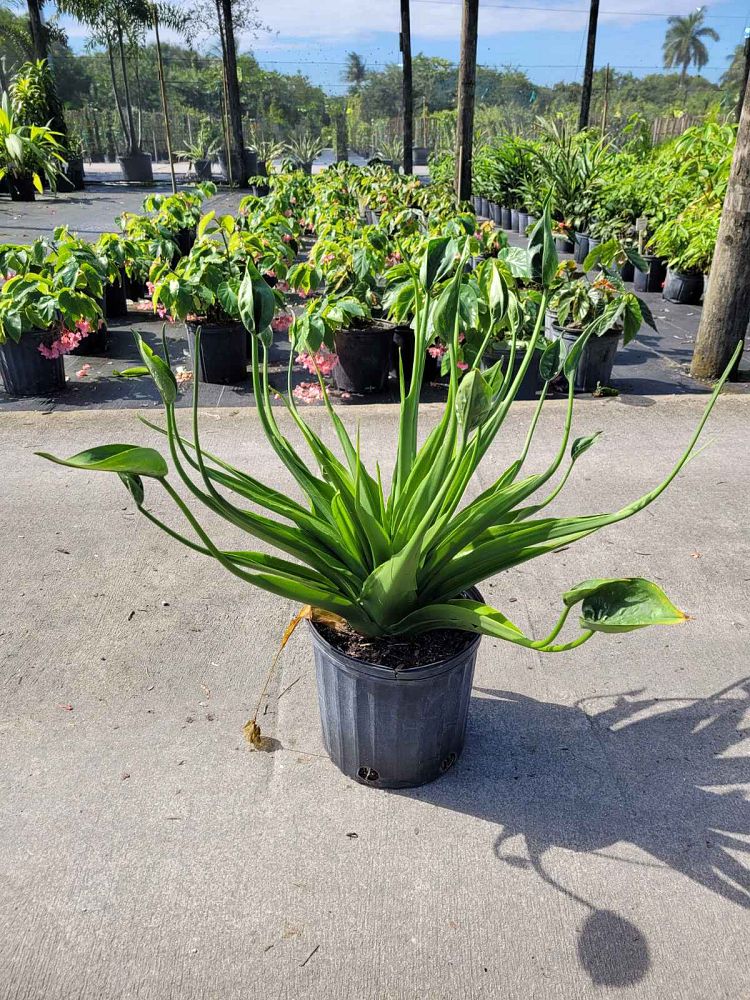 alocasia-tiny-dancers-elephant-ear