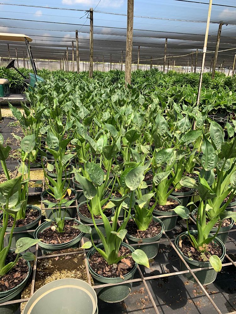 alocasia-tiny-dancers-elephant-ear