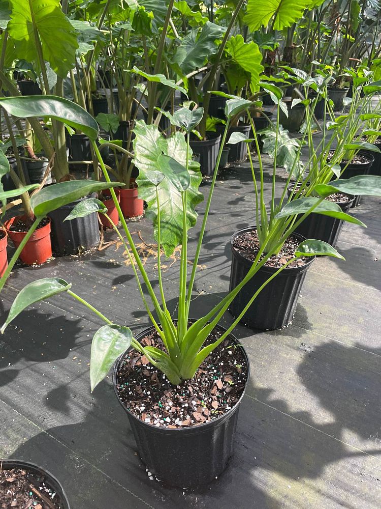 alocasia-tiny-dancers-elephant-ear