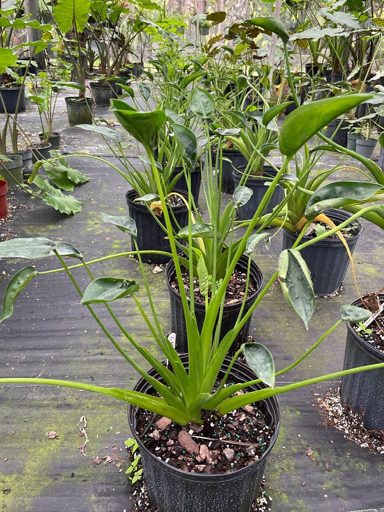 alocasia-tiny-dancers-elephant-ear