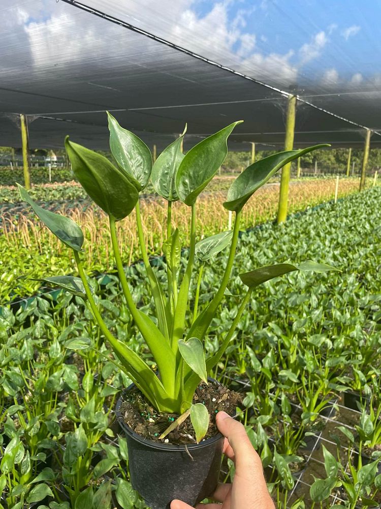 alocasia-tiny-dancers-elephant-ear