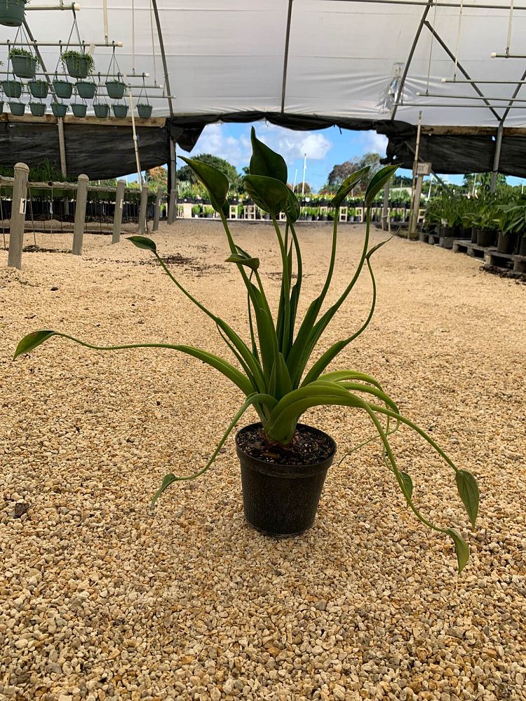 alocasia-tiny-dancers-elephant-ear
