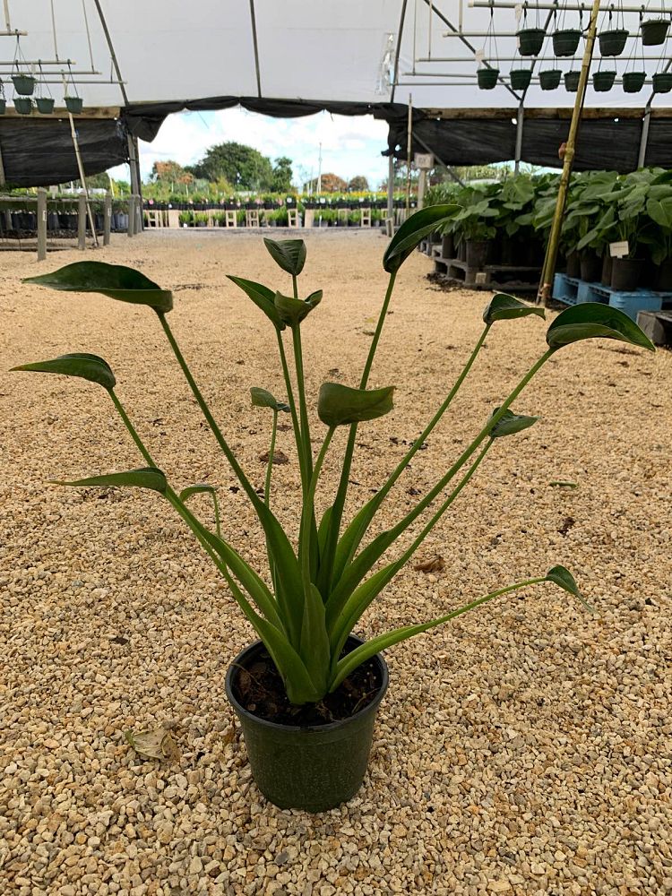 alocasia-tiny-dancers-elephant-ear