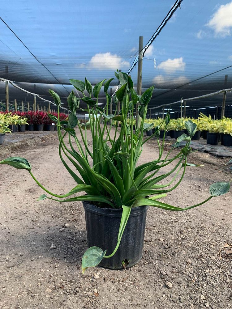 alocasia-tiny-dancers-elephant-ear