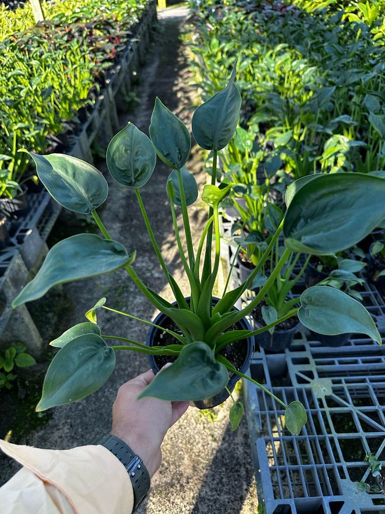 alocasia-tiny-dancers-elephant-ear