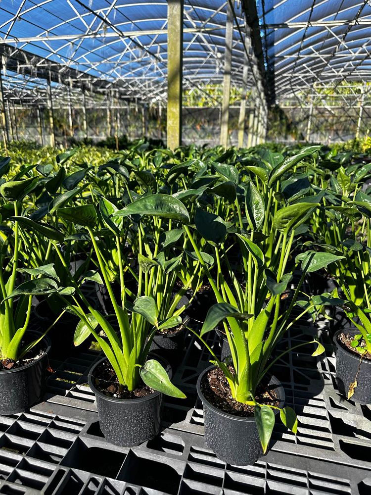 alocasia-tiny-dancers-elephant-ear