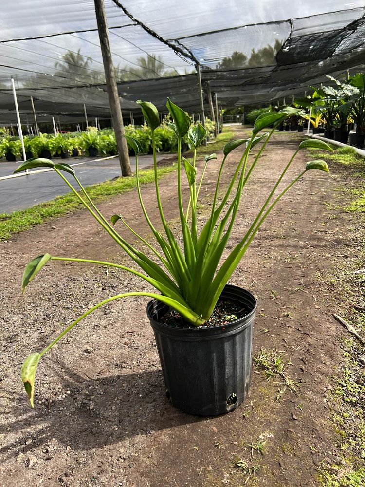 alocasia-tiny-dancers-elephant-ear