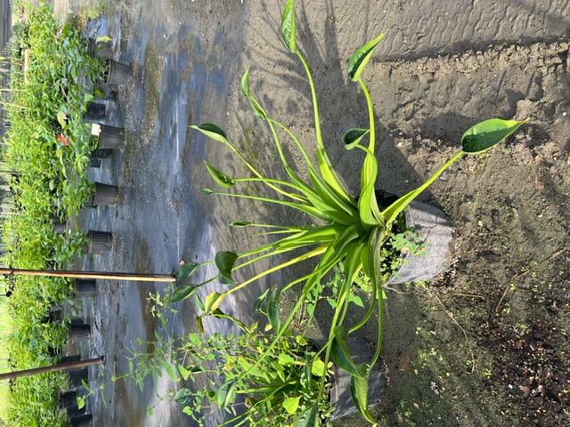 alocasia-tiny-dancers-elephant-ear