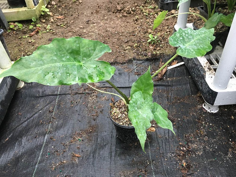 alocasia-tyrion-elephant-ear