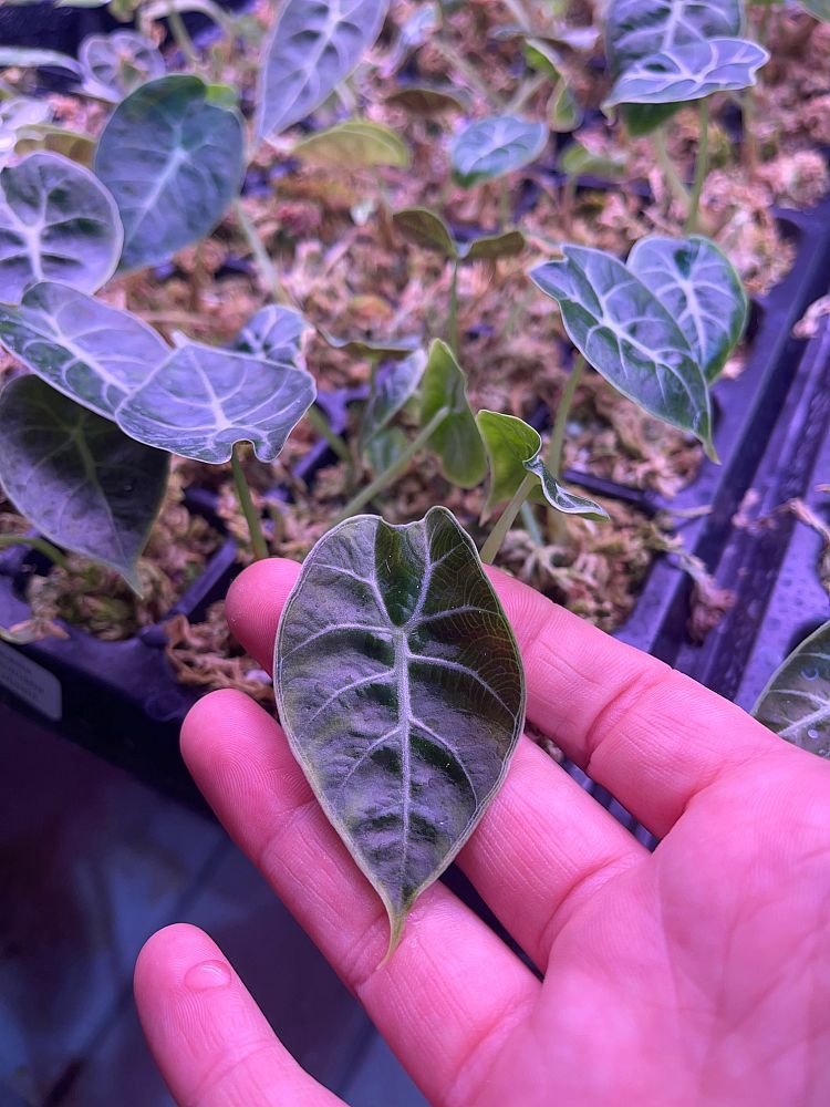 alocasia-watsoniana-elephant-ear