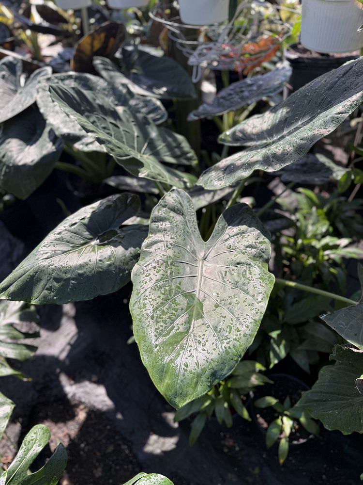 alocasia-wentii-elephant-ear-new-guinea-shield