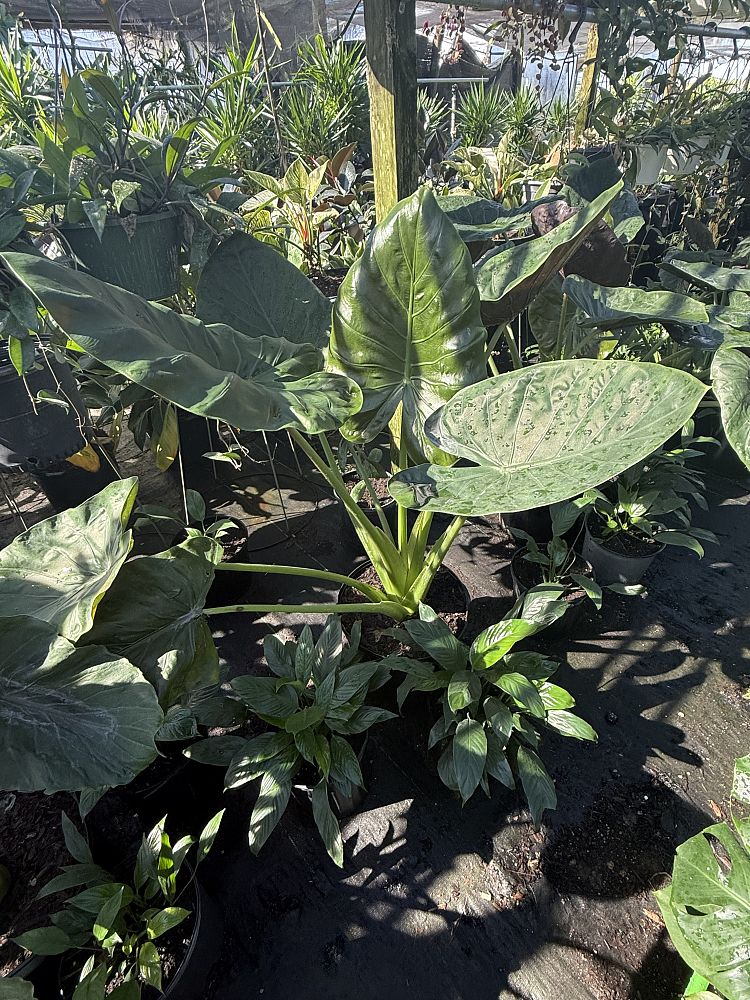 alocasia-wentii-elephant-ear-new-guinea-shield