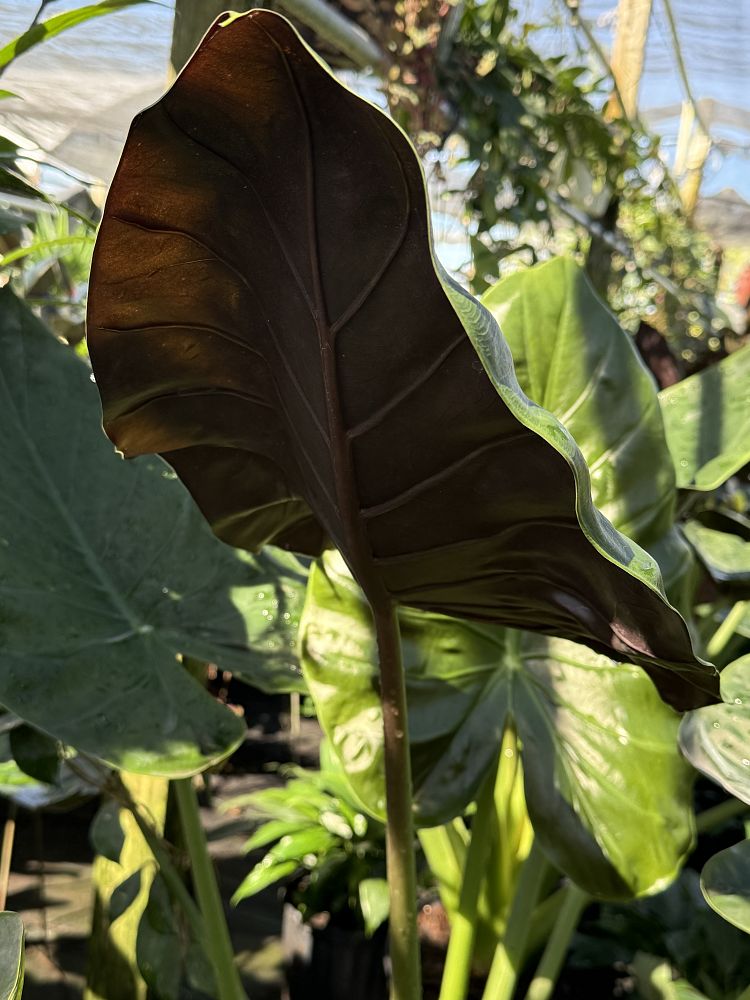 alocasia-wentii-elephant-ear-new-guinea-shield