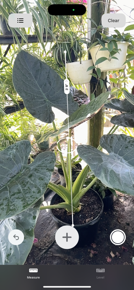alocasia-wentii-elephant-ear-new-guinea-shield